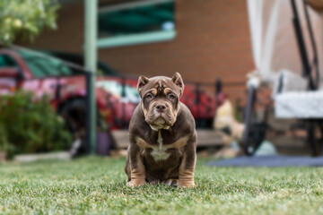 Cute little American bully puppy