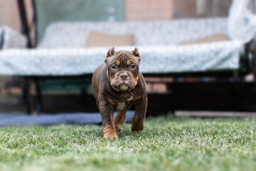 Cute little American bully puppy