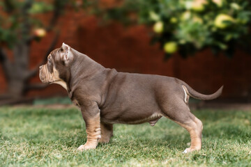 Cute little American bully puppy