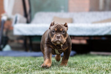 Cute little American bully puppy