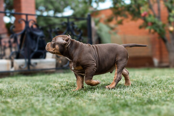 Cute little American bully puppy