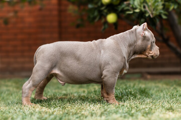 Cute little American bully puppy