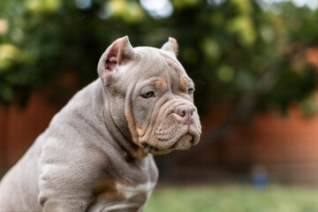Cute little American bully puppy