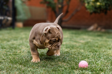 Cute little American bully puppy	
