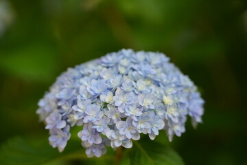 紫陽花