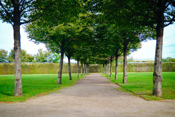 A corridor of green trees at summer