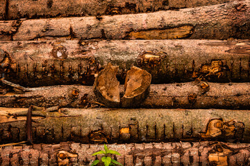 Gespaltenes Holz