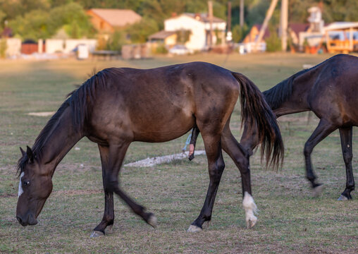 The big penis of a brown horse in a field on a summer day.