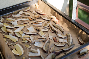 Drying mushrooms. Thinly sliced ​​mushrooms spread on parchment paper and an oven tray dry in the sun on the balcony. Autumn vibes