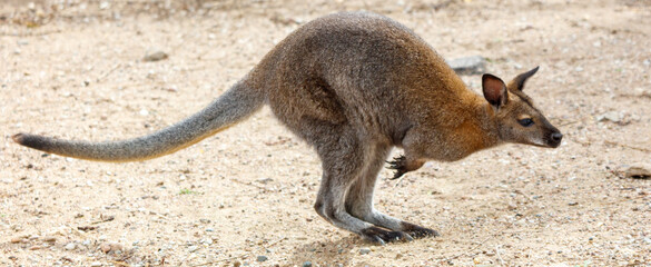Fototapeta premium A kangaroo is jumping in the air