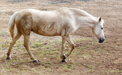 Fototapeta premium A horse is walking in a field with a tree in the background
