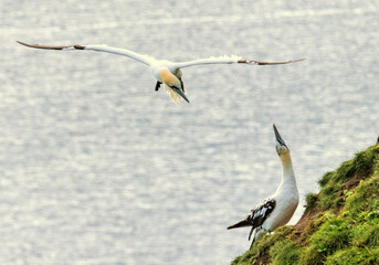 Northern Gannet on breeding rocks of Bempton cliffs, UK
