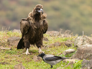 Cinereous vulture sitting on feeding station