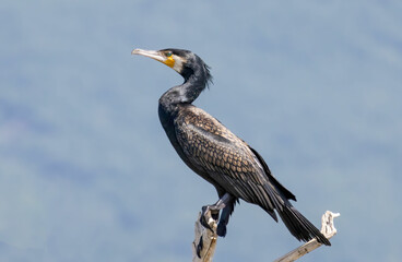 Great Cormorant (Phalacrocorax carbo) in natural habitat