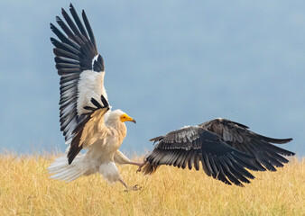 Egyptian vulture in natural habitat in Bulgaria