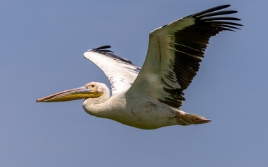 White Pelican of Kerkini Lake