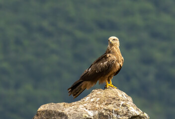 Black Kite in natural habitat
