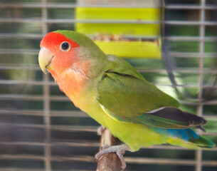 A green and red bird is perched on a branch in a cage