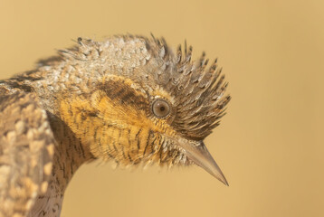 Wryneck (Jynx torquilla) very close portrait