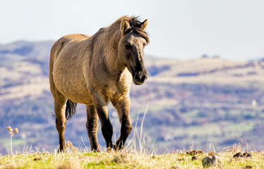 Semi wild horses (Tarpans) reintroduced in Bulgaria