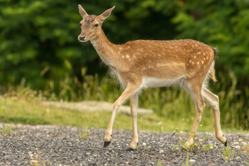 Female European fallow deer (Dama dama) walking