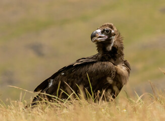 Cinereous vulture sitting on feeding station