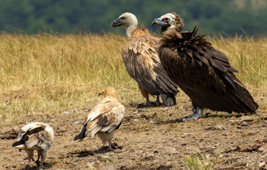 Cinereous, Egyptian and Griffon vultures and white-tailed sea-eagle on feeding station