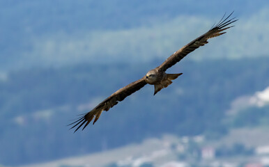 Black Kite in natural habitat