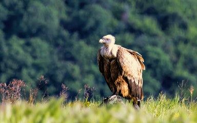 Griffon Vulture (Gyps fulvus) on feeding station