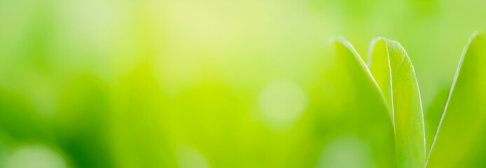 Dewdrop gracefully hangs from a leaf with a soft, blurred background. Premium background photo with soft bokeh, Background for banner, poster and website design.