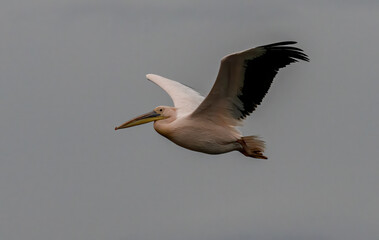 Obraz premium White Pelican of Kerkini Lake