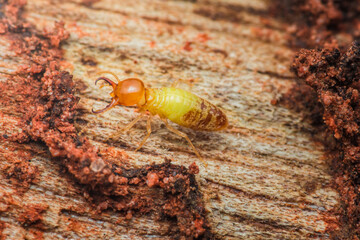 Termite walking on wood surface in natural habitat.