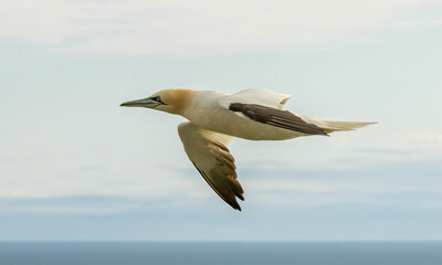 Northern Gannet on breeding rocks of Bempton cliffs, UK