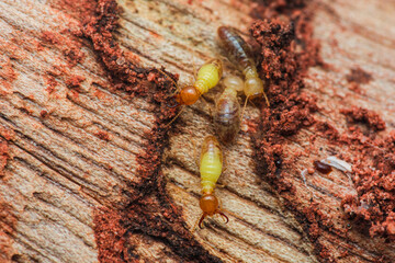 Termites destroying wood structure close up view.
