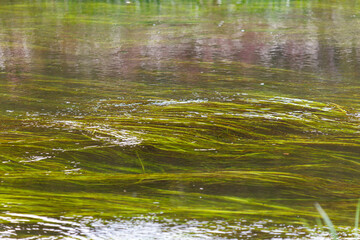 The water is green and has a lot of plants in it