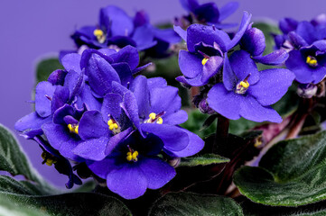 Blooming violet flowers on a purple background