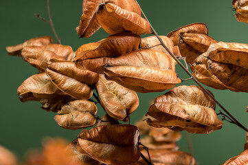 Koelreuteria paniculata or goldenrain tree on a green background