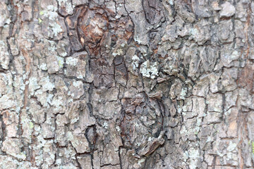 Texture of Tree Bark with Intricate Natural Patterns – Featuring a Rough Trunk Surface.Organic Wood Aesthetic with Earthy Tones of Grey, Brown, and Green for Nature-Inspired Backgrounds