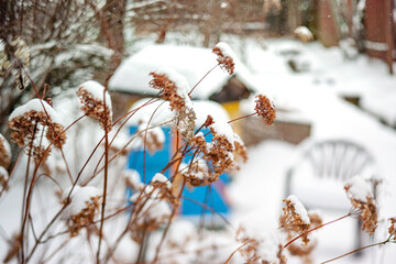 dry plants in winter garden