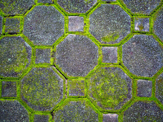 Moss on the cement block sidewalk