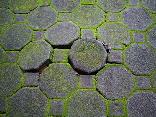 Moss on the cement block sidewalk