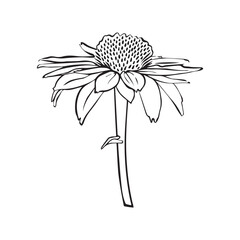 Echinacea Vector outline illustration. Hand drawn echinacea graphic clipart. Echinacea black line. Medicinal herb lineart drawing on background. Sketch of medicinal plant