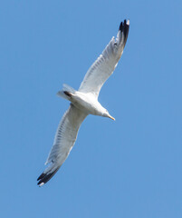 A white bird is flying in the sky