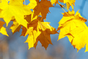 Yellow leaves on a maple tree in autumn