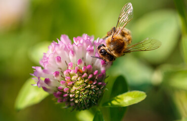 Bee on a pink clover flower. Macro