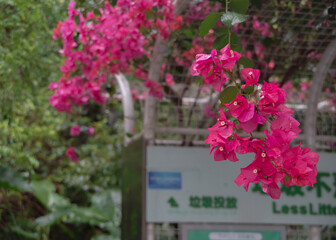 Bougainvillea in full bloom