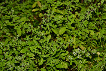 Majoram in a German garden