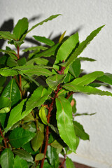 Laurel, fresh green leaf in a closeup with white background