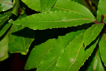 Laurel, fresh green leaf in a closeup with black background
