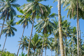 Fototapeta premium Palm Trees in Tropical Paradise. A picturesque scene of palm trees reaching towards the sky in a tropical paradise.